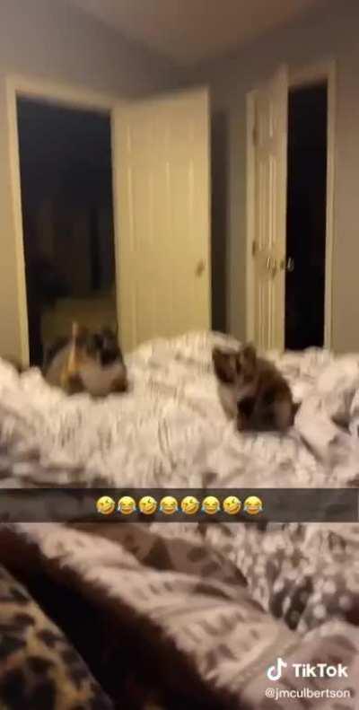 Kitten ready to fight