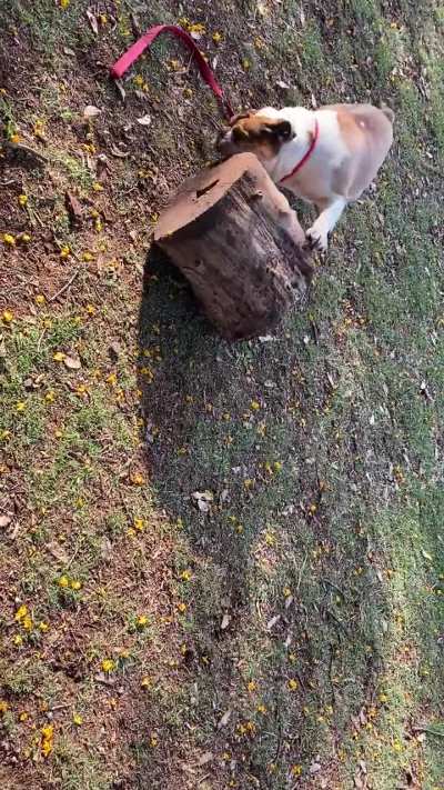 Random doggo at the park is fond of this log in particular