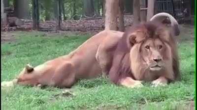 To seduce a lion