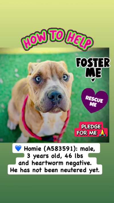STILL URGENT! STILL IN NEED of A FOSTER and PLEDGES so we can find a rescue for him! Homie needs rescue placement by 5 pm TOMORROW, SATURDAY 11/1 due to medical. He is at Orange County Animal Services, ORLANDO, FL. Please dm  /u/biancamission if you can F