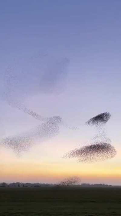 🔥 Murmuration of Starlings, Dantumadiel Friesland, Netherlands