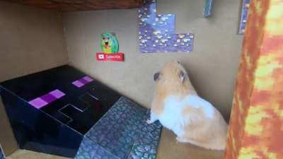 The bravest and smartest hamster alive