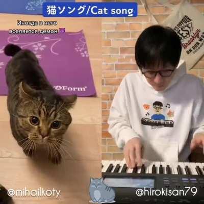 Cat song