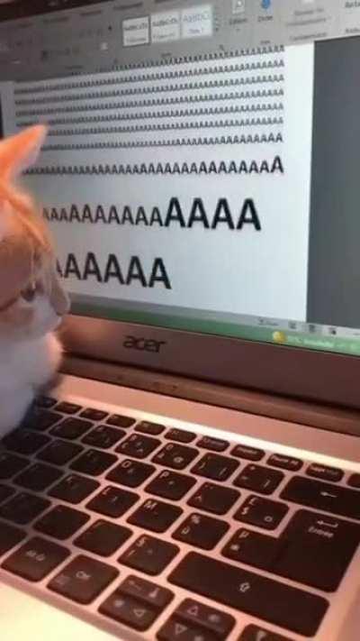 cAT sCrEaMs for HELP, NobODy LISTEns