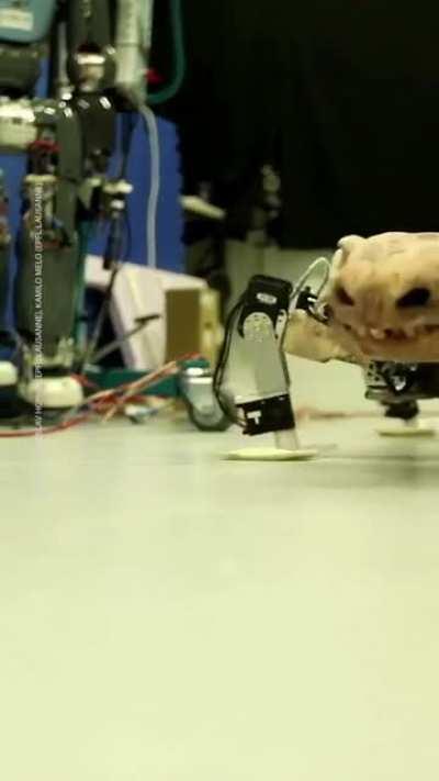 Scientists made a robot version of this 300-million-year-old fossil to learn how it walked.