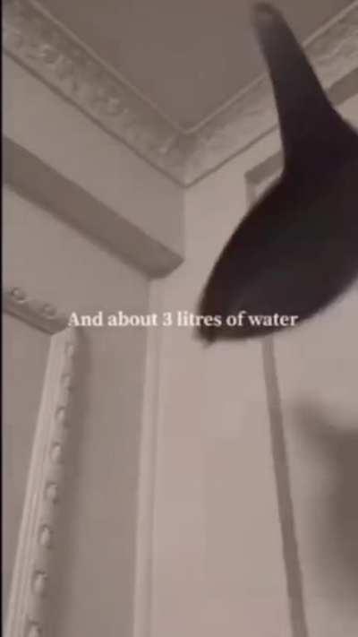 No way did this brother accidentally eat that much food