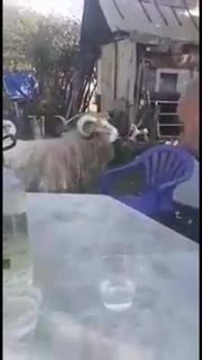 Țapul bețiv - cand se reincarneaza betivul satului