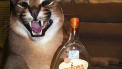 “Closer”- Big Floppa Cover