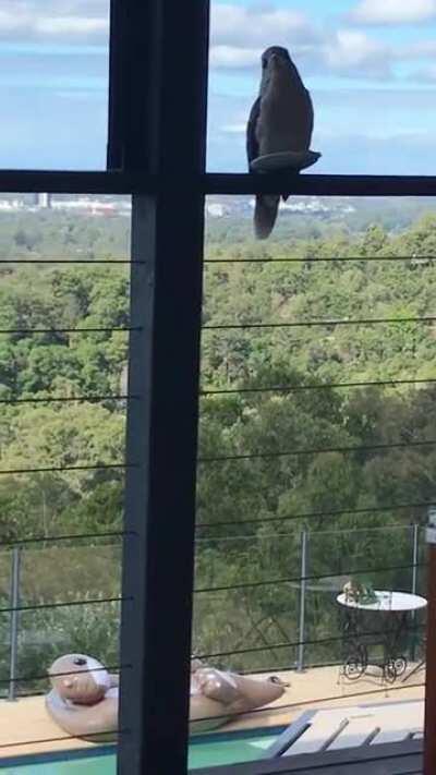 Our local kouka’s chillin out - Gold Coast