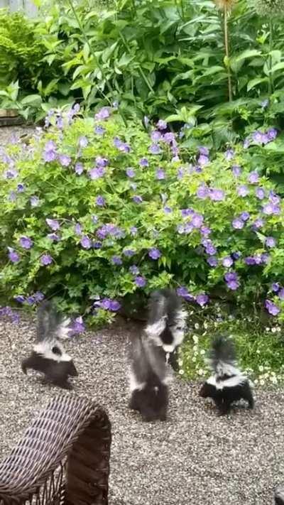 These 4 baby stinkers hanging out in my garden