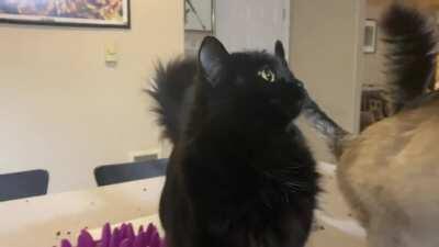 Is Bea yelling or squeaking? 🧐