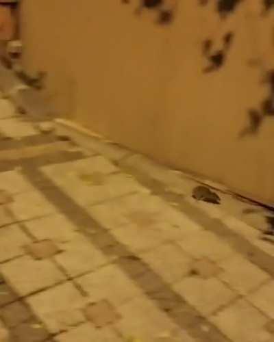 Mouse challenges chasing cat