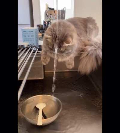 There isn't a single thought rattling around in that head