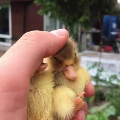 Holding sleepy baby ducks