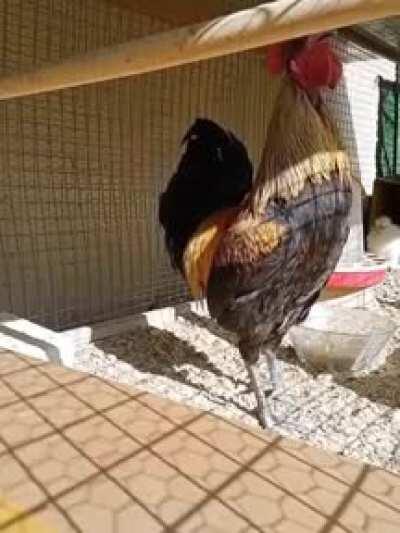 Rooster forgets to Breathe...