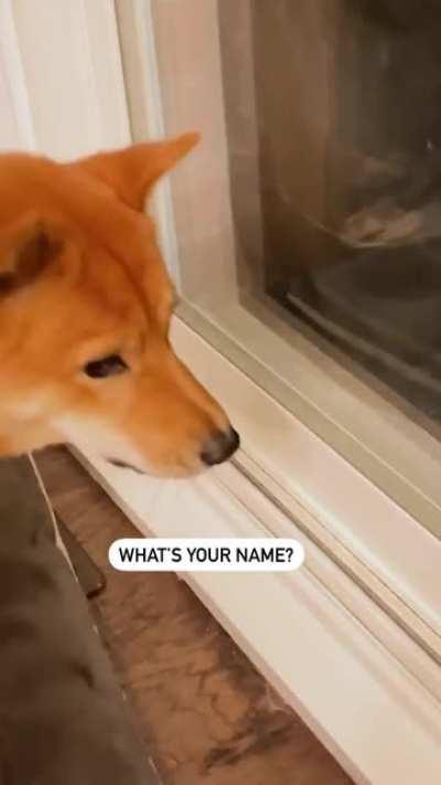 Schuri saw a coon last night and started yelling expletives!