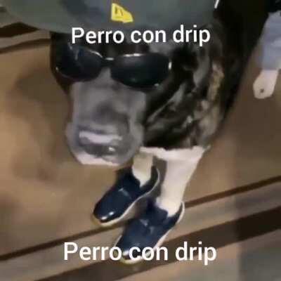 Perro con drip 🥵🥵🥵