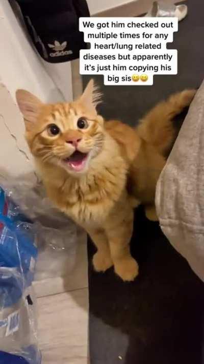 The orange Cog (Credit kaizargoeswild via TikTok)