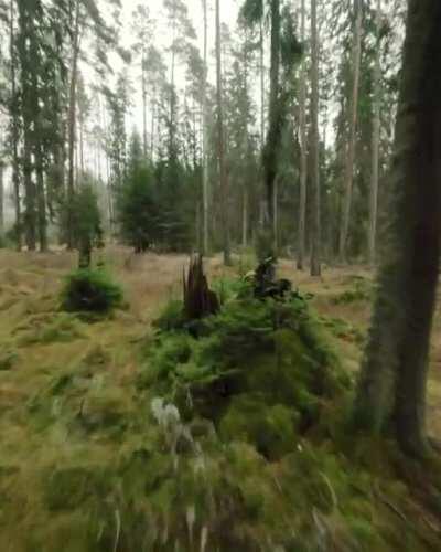 Nordic forest, Temple found in the woods - CineRun HD3 (DJI)