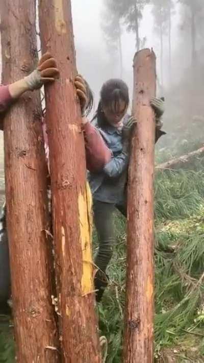 Древняя китайская технология транспортировки кругляка — работящая жена.