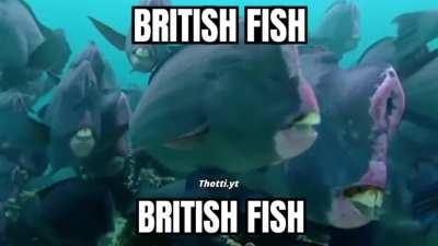 Best teeth in Br*tain 🤮🤮🤮