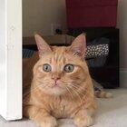 If kitty's eyes do this, it's too late and you are gonna die.