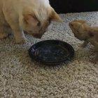 Cat and lizard humor