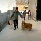 Be proud of me Hooman 🐩