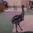 An emu with arms, chasing a dog.