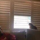 What a little bastard...