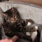 Kitten can’t go to sleep without her toy