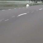 Climate change is having unexpected consequences. Kangaroo was hopping on road today in Finland