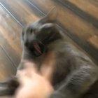 My cousin's Chonker, Boris.