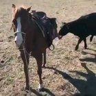 Лошадь защищает ветеринара, пока он осматривает теленка