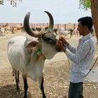 A cow comes to her caretaker's rescue after it sees him in danger!
