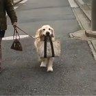 Good boy is a happy boy