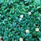 What kind of Pokémon is this?