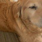 InNoCeNt cAMeRamAn bRuTaLlY mUrDeReD bY dEmOn fOr pEtTiNg dOgGo