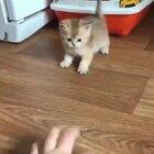 Cutest derpiest kitten