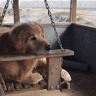 A peaceful pupper just enjoying a quiet day on the beach