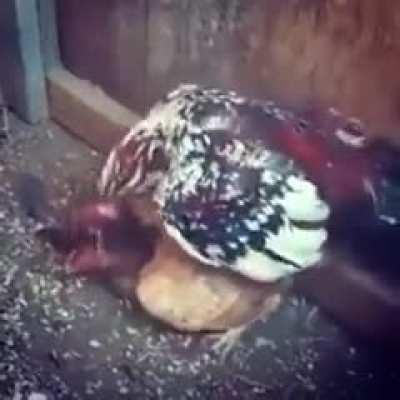 Wordington Barnyard Friends