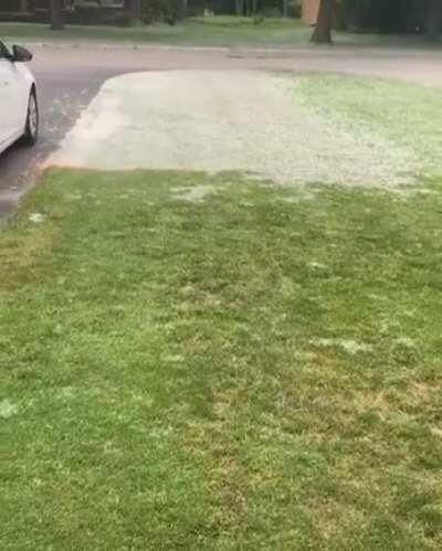 Cottonwood seeds are very flammable.