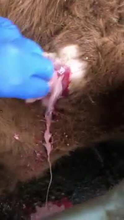 Жена работает ветеринаром и показывает гнойничок на каком-то животном