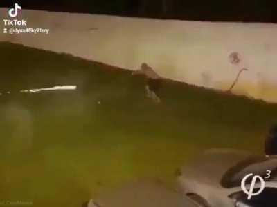 Ah, look the average Gensyokian!