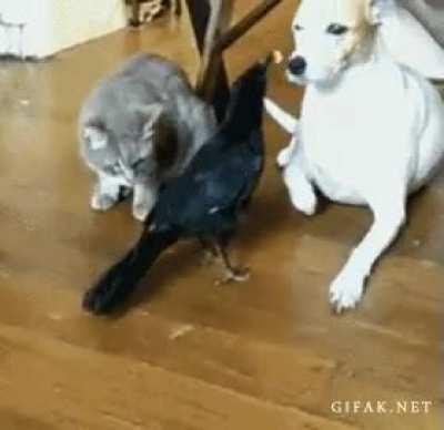 I guess that's not too bad (x-post r/gifs)