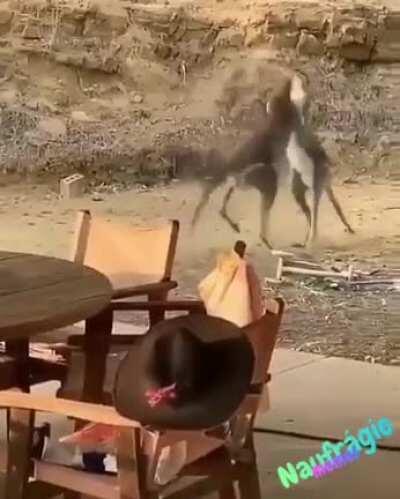 Briga diferente ao som de treta de bar