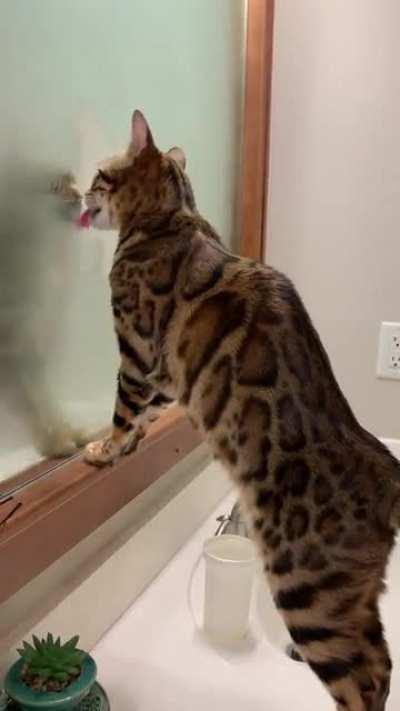 The lengths poor kitty has to go to get an ounce of water in this house. (Ignore the fresh cup of water right next to her)