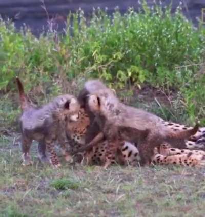 Adorable cheetah family.