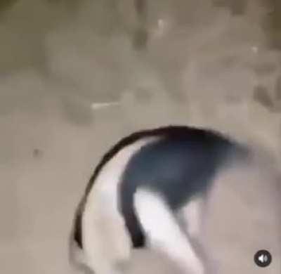 Possumet the tall standing god.