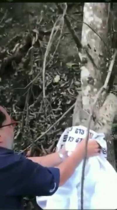 This man helps a sloth to cross the road and the sloth is so grateful..